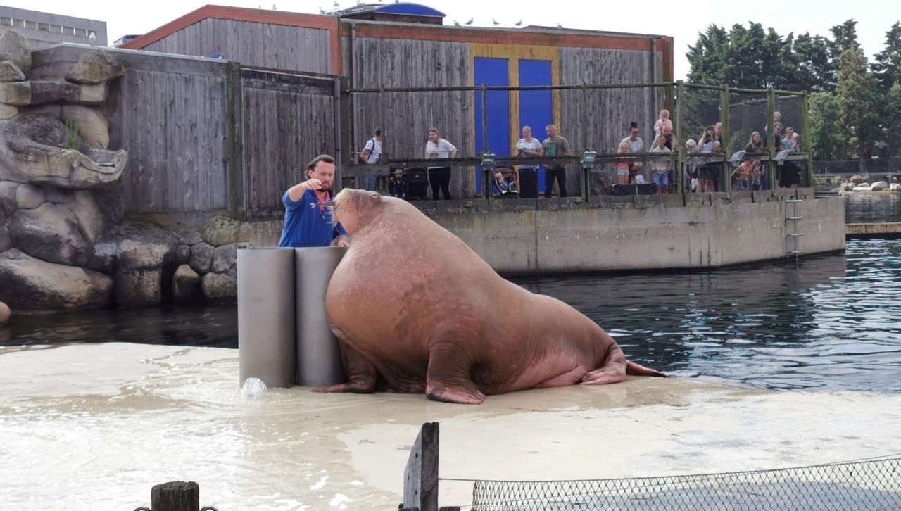 Dolfinarium Harderwijk - Zeeleeuwen