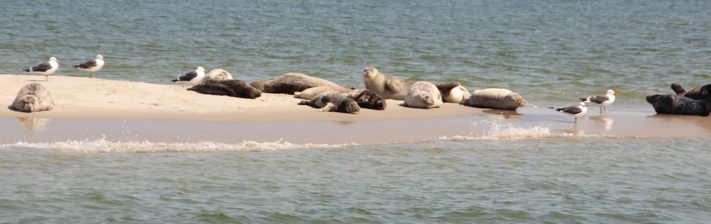 Zeehondjes spotten